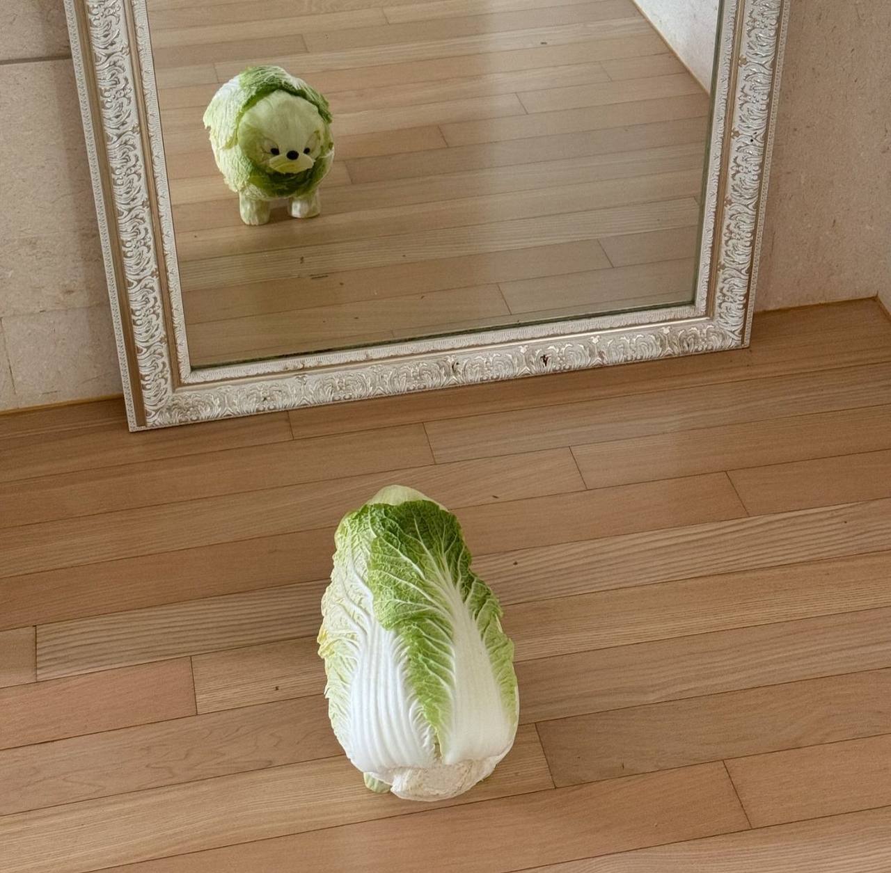 A napa cabbage looking in a mirror and seeing a dog